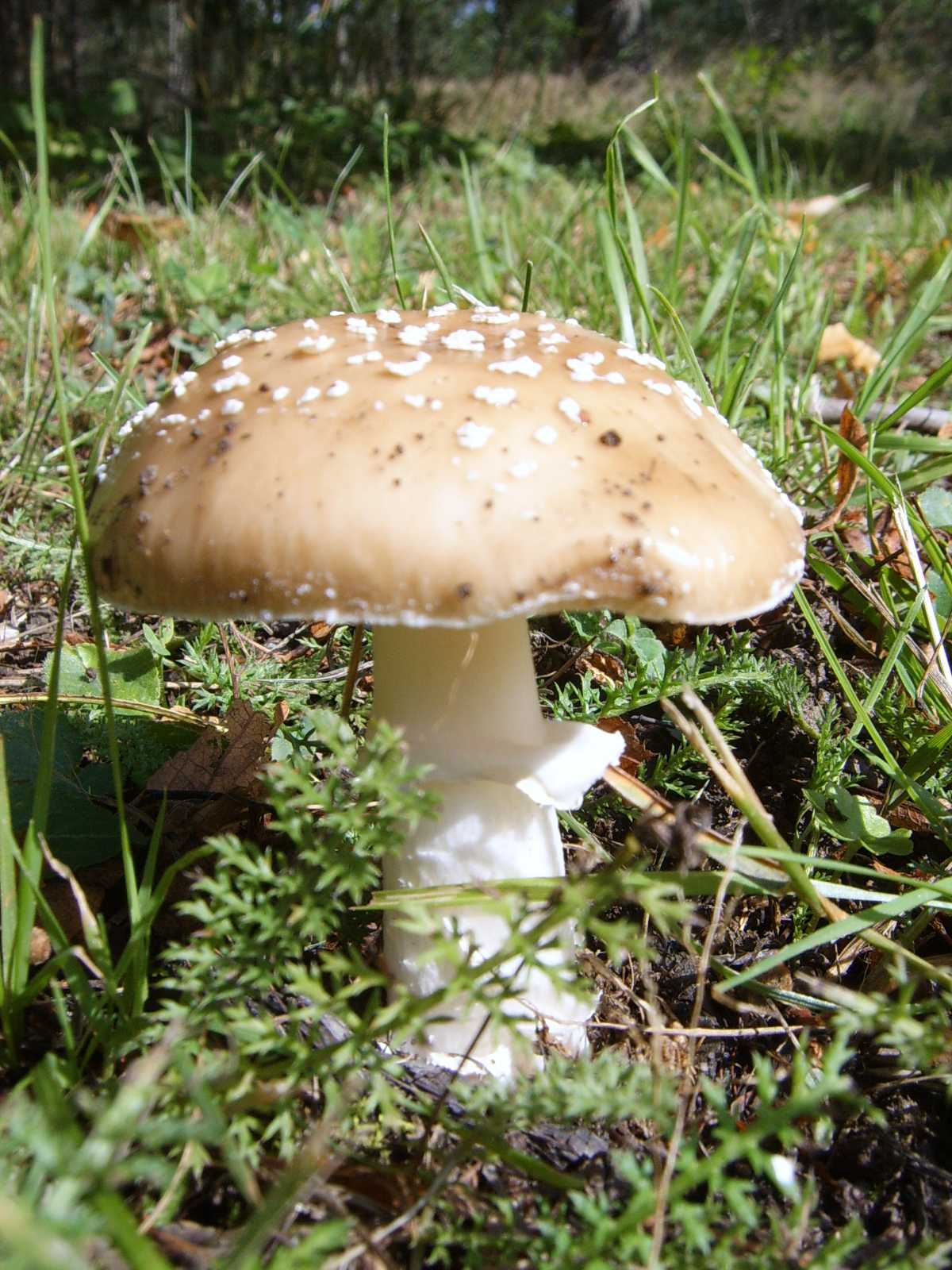 funghi scandinavi